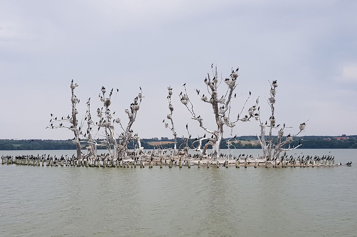 Kormorane auf einer Insel