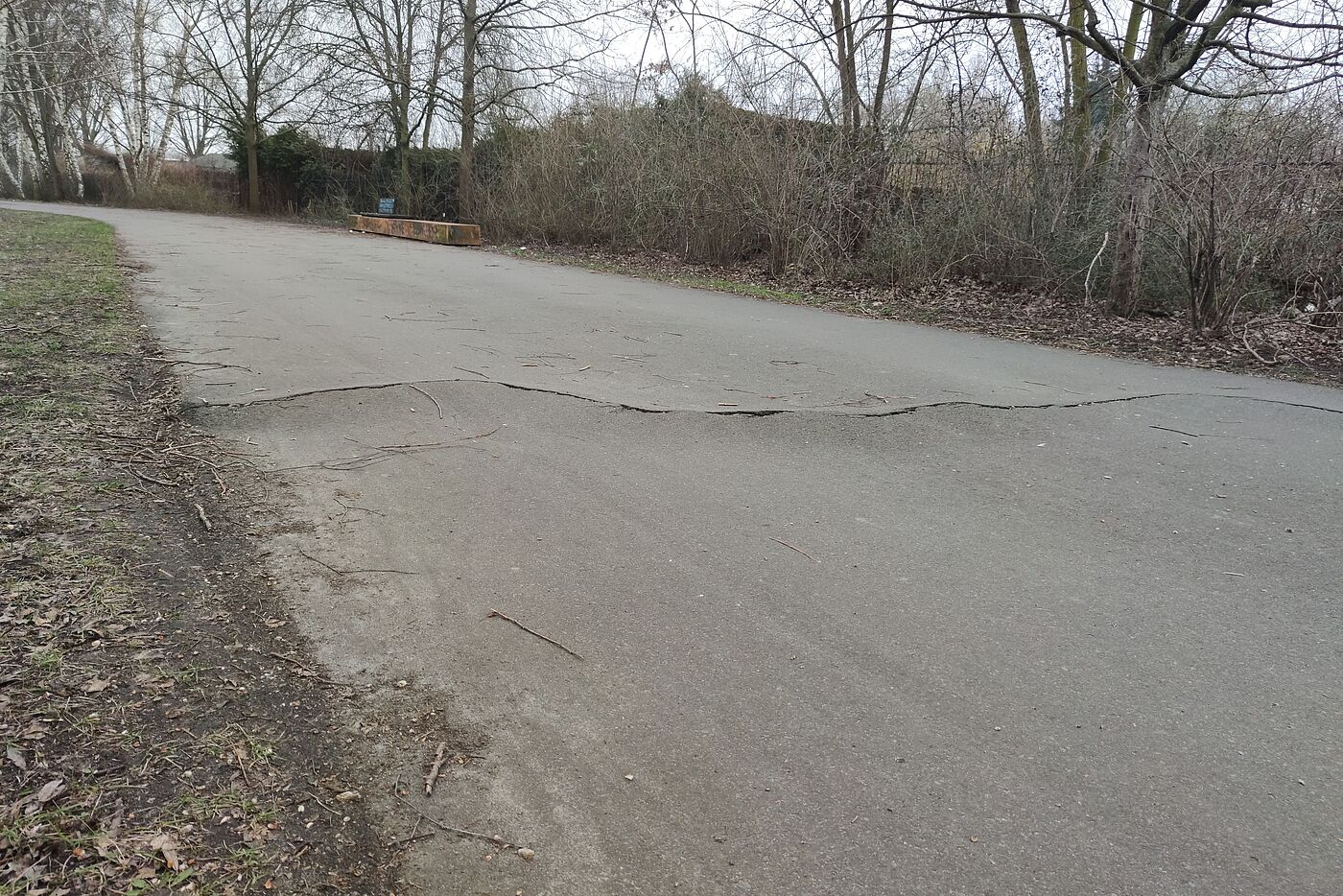 grober Wurzelaufbruch im Asphalt, der sich über die ganze Breite zieht