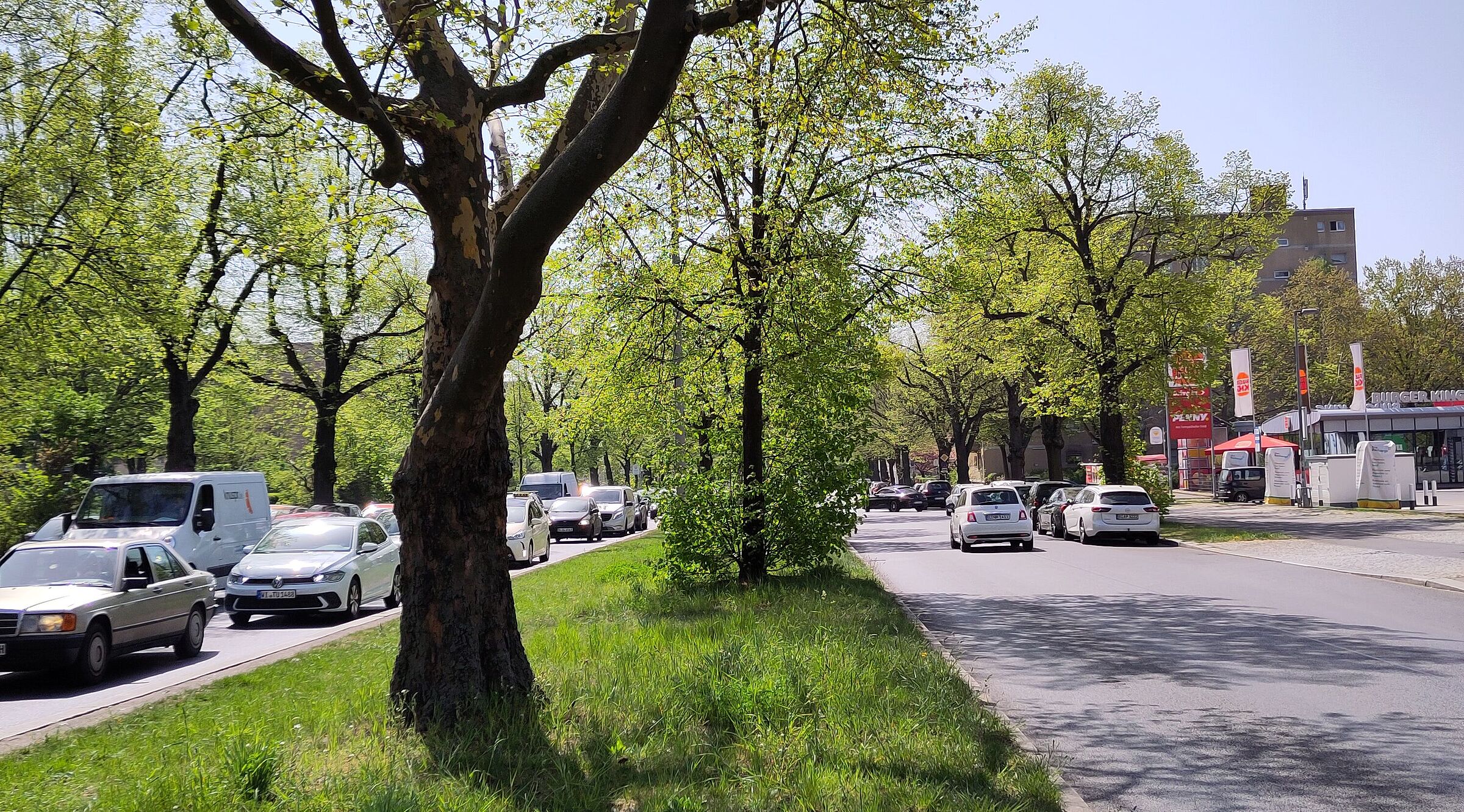 Ein Straßenzug mit Straßenbäumen in der Mitte, Frühlings-grün