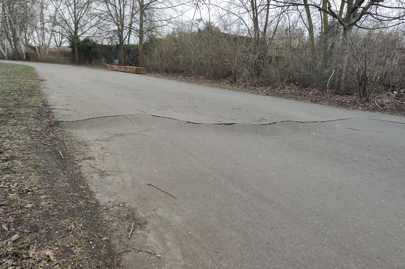 grober Wurzelaufbruch im Asphalt, der sich über die ganze Breite zieht