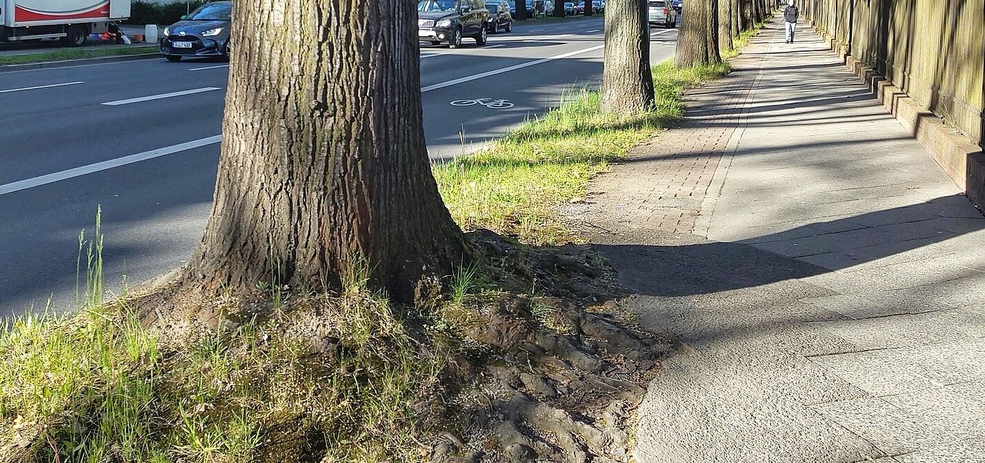 Rad-Busstreifen auf der Fahrbahn Unter den Eichen in Berlin Steglitz-Zehlendorf und Hochbordrad auf dem Gehweg. 